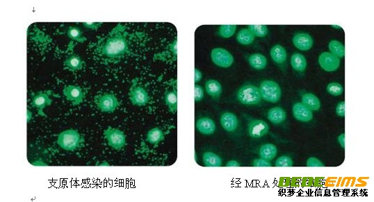支原體去除試劑MRA具有強的抵制支原體活性，使用方便及作用濃度低，細胞毒性