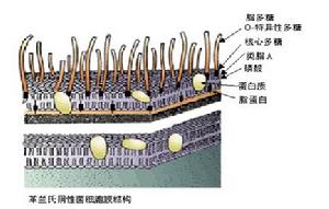 內(nèi)毒素 內(nèi)毒素