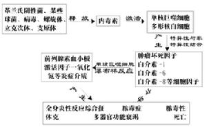 內(nèi)毒素 內(nèi)毒素