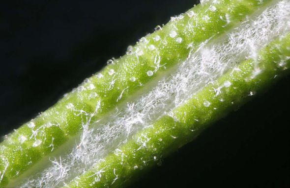 放大125倍的迷迭香。格林伯格的顯微照片揭示出日常食品和飲料的獨(dú)特結(jié)構(gòu)